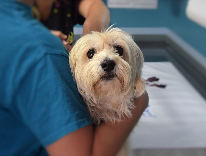 Pets V care Animal Hospital - Levittown Emergency Vet | Pet Emergency
